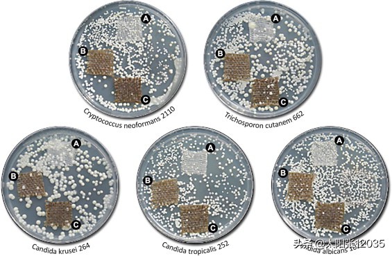 生物塑料纤维，学习翻译