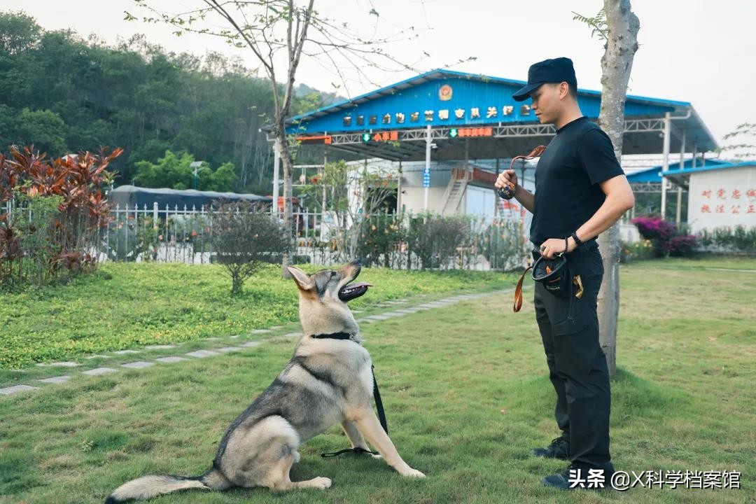 云南缉毒犬查获毒品,云南昆明缉毒犬的训练
