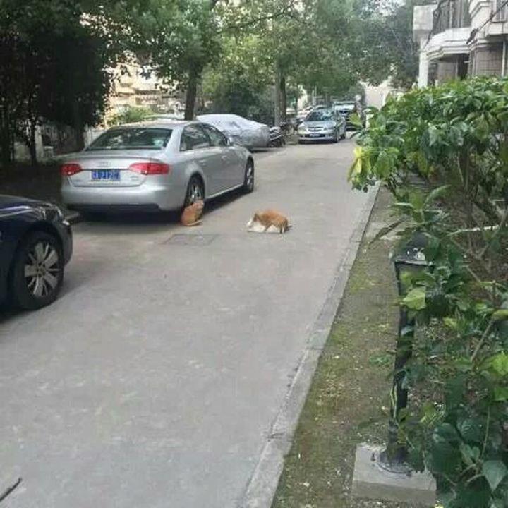 没人再唱舔狗情歌了，可这个世界也更无聊了