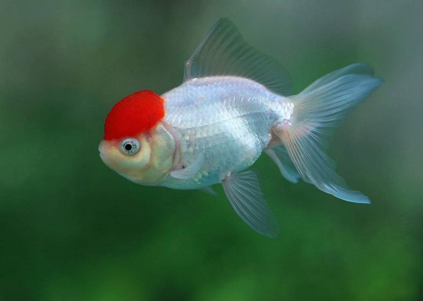 鹤顶红金鱼的养殖方法和注意事项,鹤顶红和草金鱼可以一同饲养吗