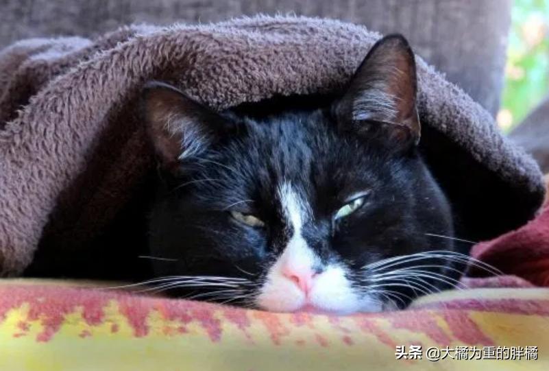 猫咪怕冷怕热是什么表现,猫咪怕冷吗多少度猫咪会受不了