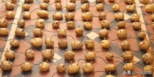 网易土豆服务器什么梗,网易土豆服务器是什么梗