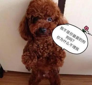 泰迪转来转去发出呜呜声怎么办,泰迪发抖后非要抱不抱就呜呜叫