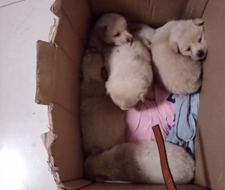 走失拉布拉多公狗湖南长沙,被遗弃的拉布拉多狗被人捡到了