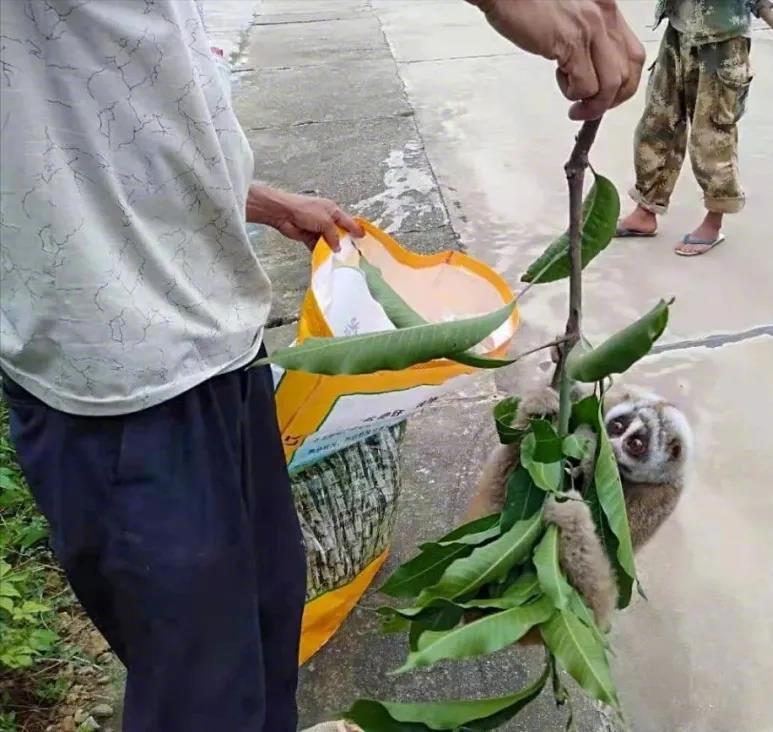云南有野生蜂猴,云南德宏一级保护动物蜂猴