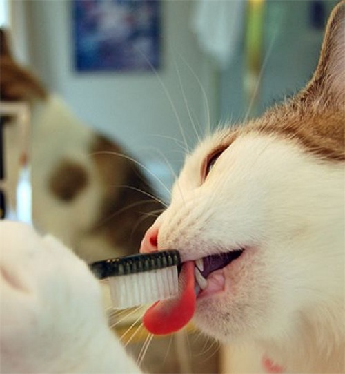 猫口臭还流口水不吃东西是什么病,猫嘴巴流黄色液体口臭