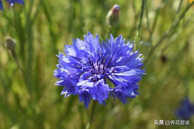 蓝色花卉矢车菊,最名贵的蓝色矢车菊