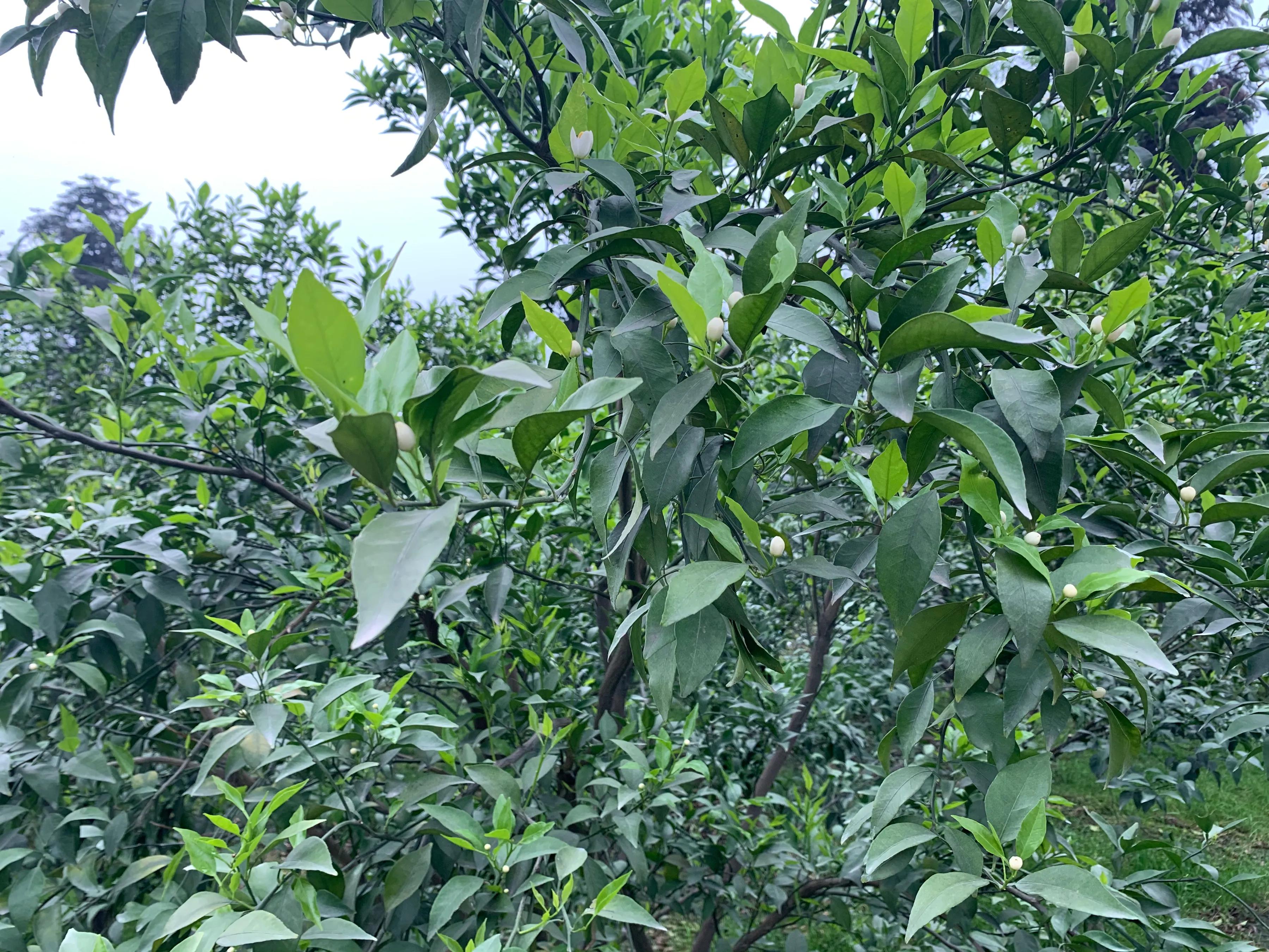 柑橘流胶病和树脂病的区别,柑橘溃疡病树脂病用什么杀菌剂