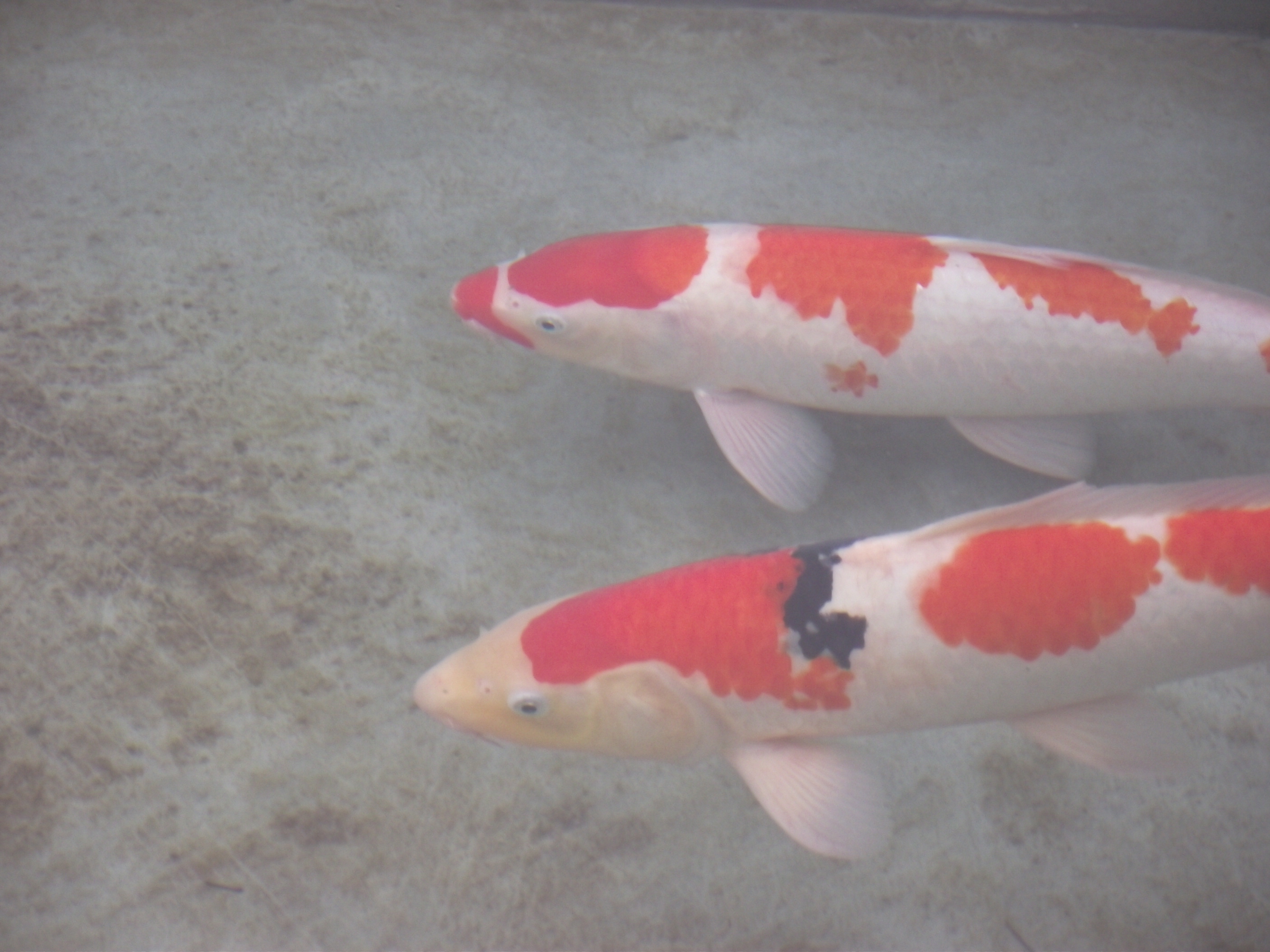 湖南最好的锦鲤养殖基地,湘潭锦鲤养殖