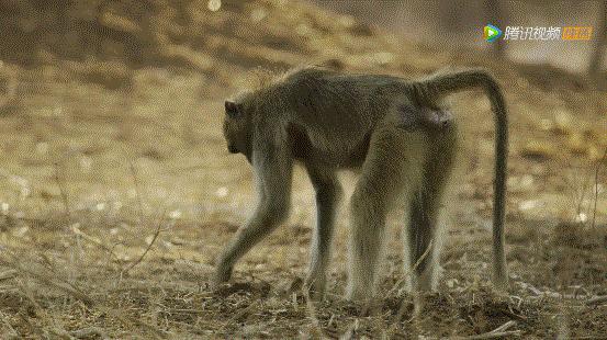 bbc封神,让很多人看一次哭一次的视频