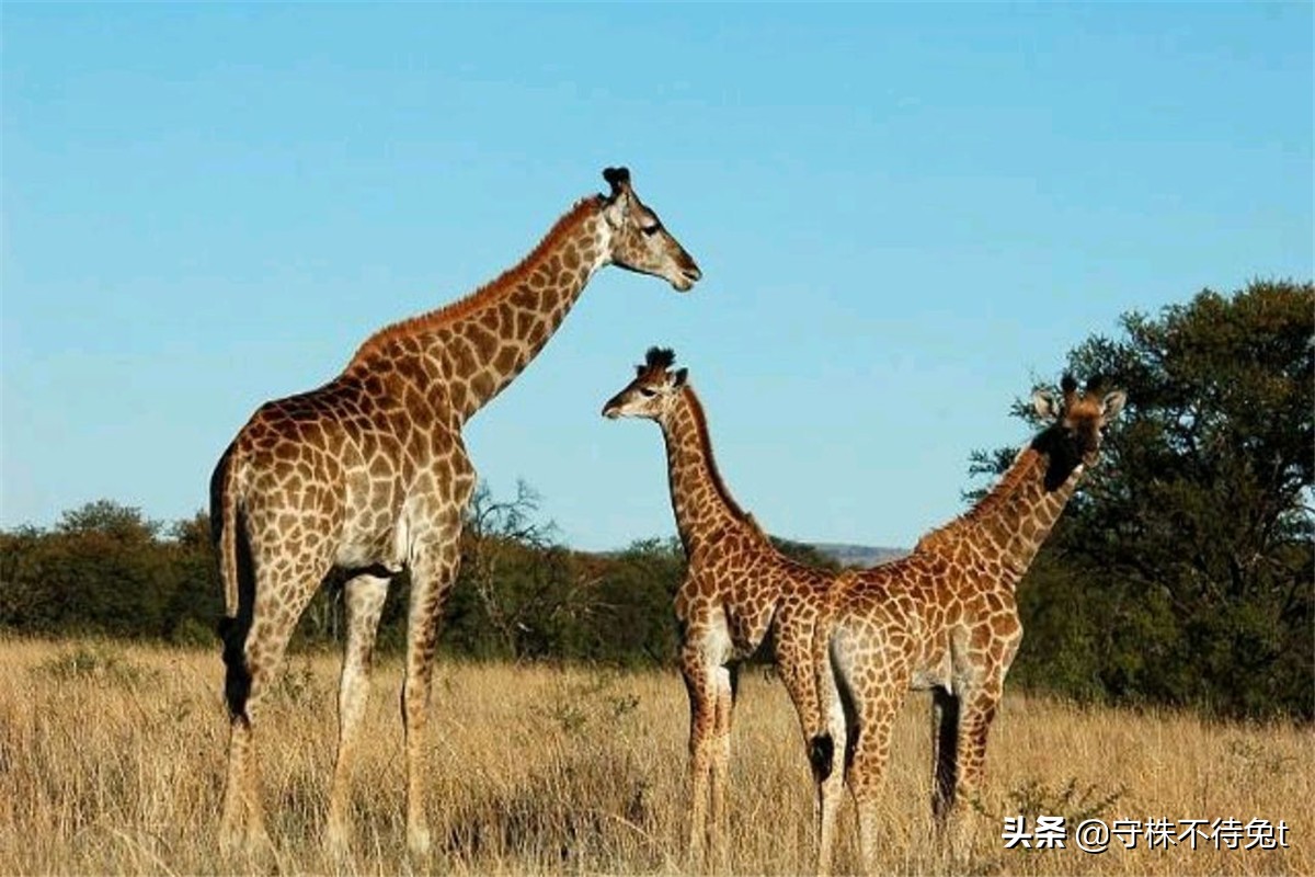 10个冷知识汇总图,手机支架懒人必备神器怎么用