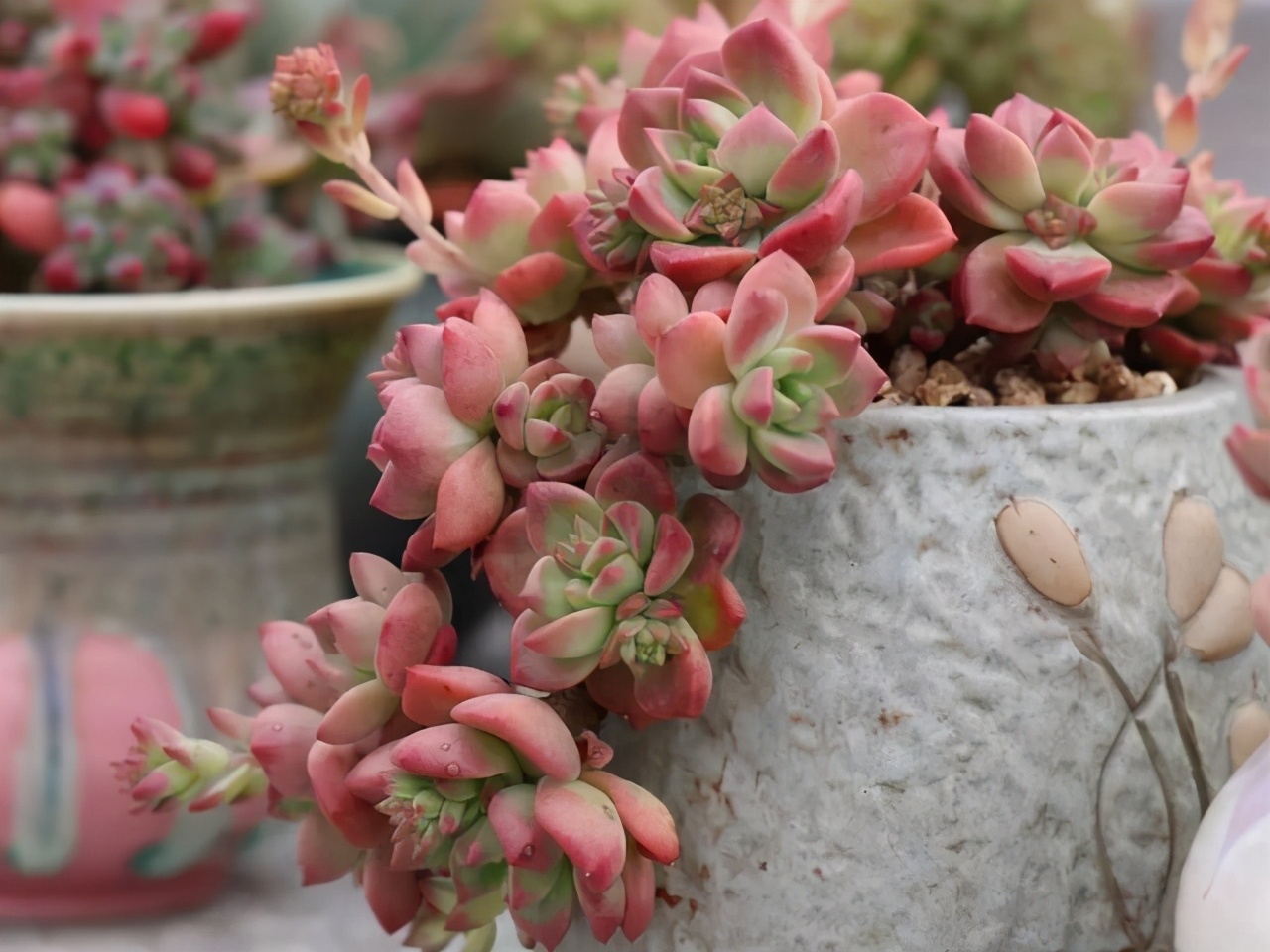 冬天种多肉上盆后多久浇水,入冬了多肉用什么肥料