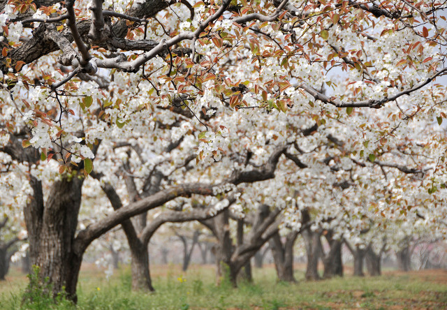 梨花似雪，伊人如梦