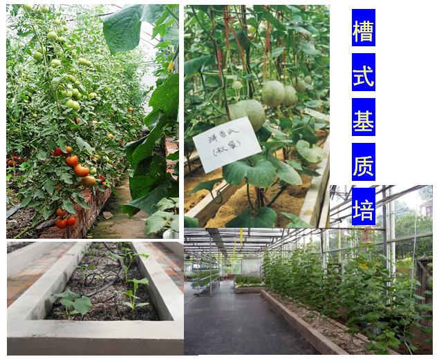 无土栽培蔬菜投资成本,无土栽培设备制作方法