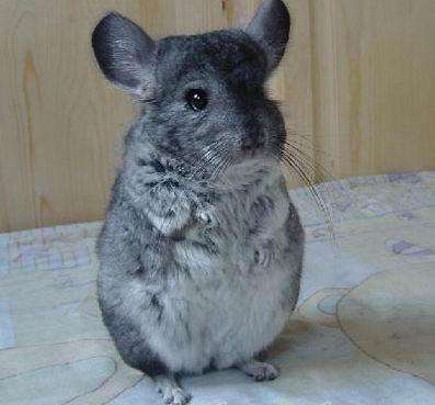 如何饲养龙猫让毛更好,怎么养龙猫视频