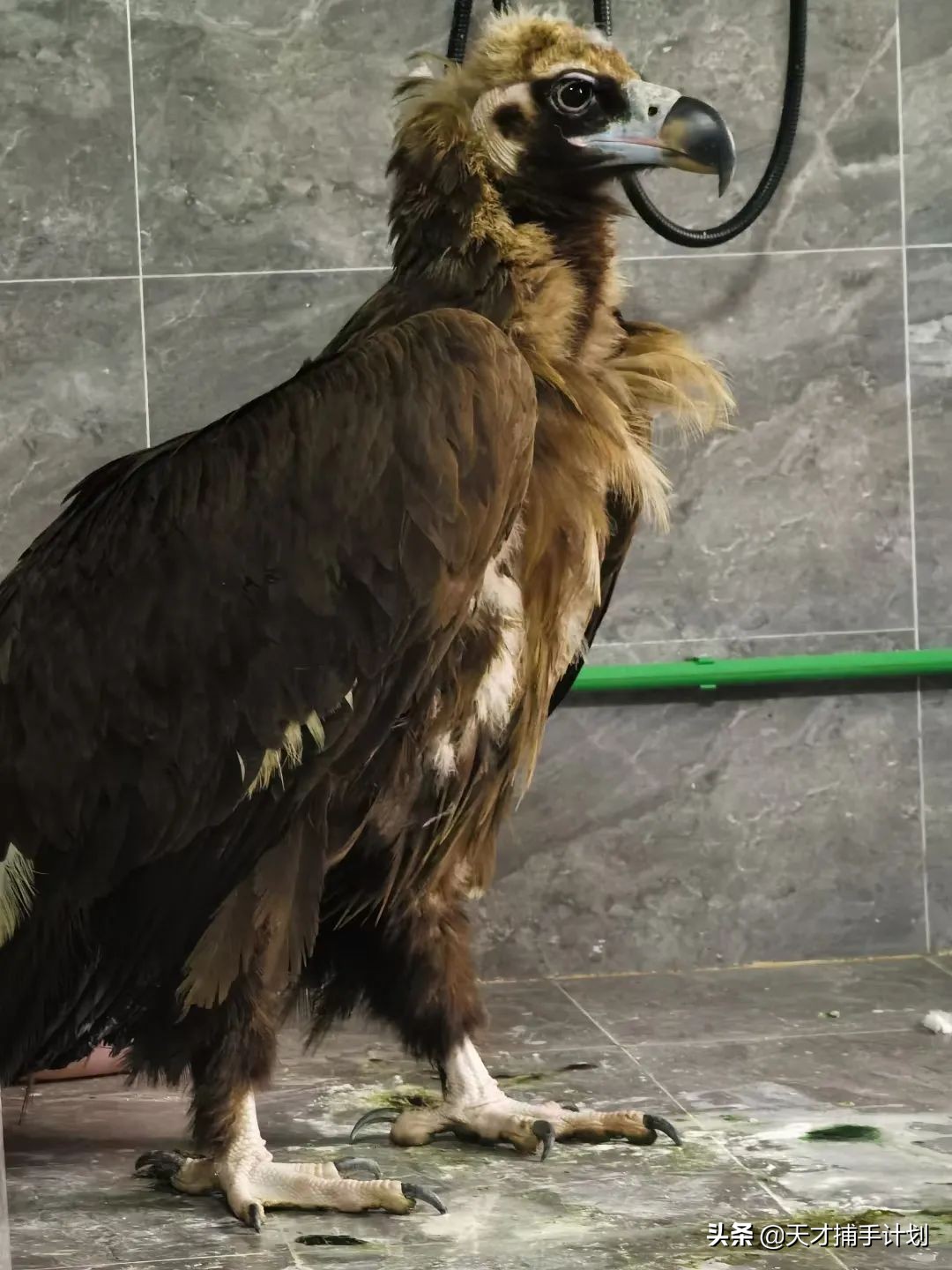 这个工作很带劲儿:94年女孩,三年救了60只猛兽的命