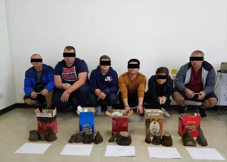 濒危野生动物案件判决,西盟野生动物保护刑事案例