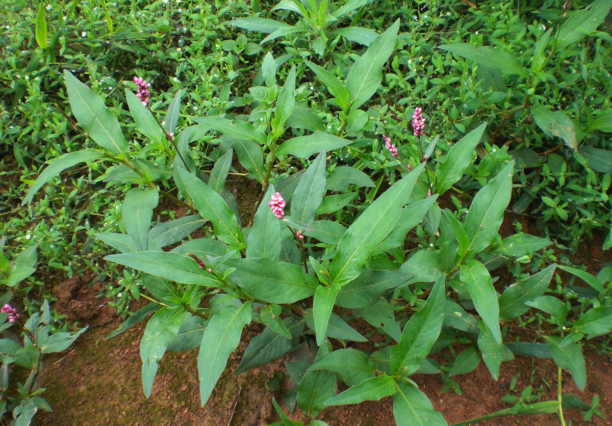 如火如荼中的荼是什么意思,成语如火如荼出自哪部经典