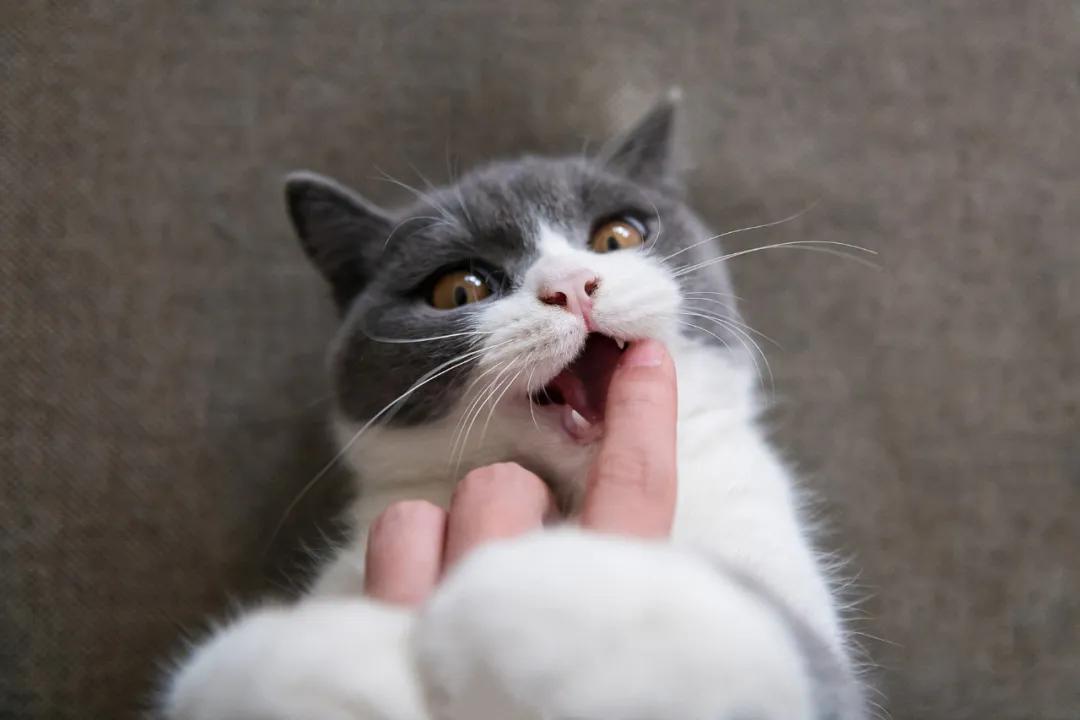 逗猫咪玩它喜欢咬人是什么原因,猫咪喜欢轻轻咬人是什么意思