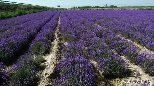 伊犁可克达拉草原,伊犁草原之旅