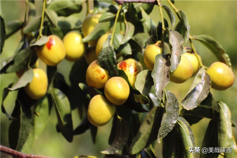 水果之乡陕西大荔,不讲理的大荔县典故