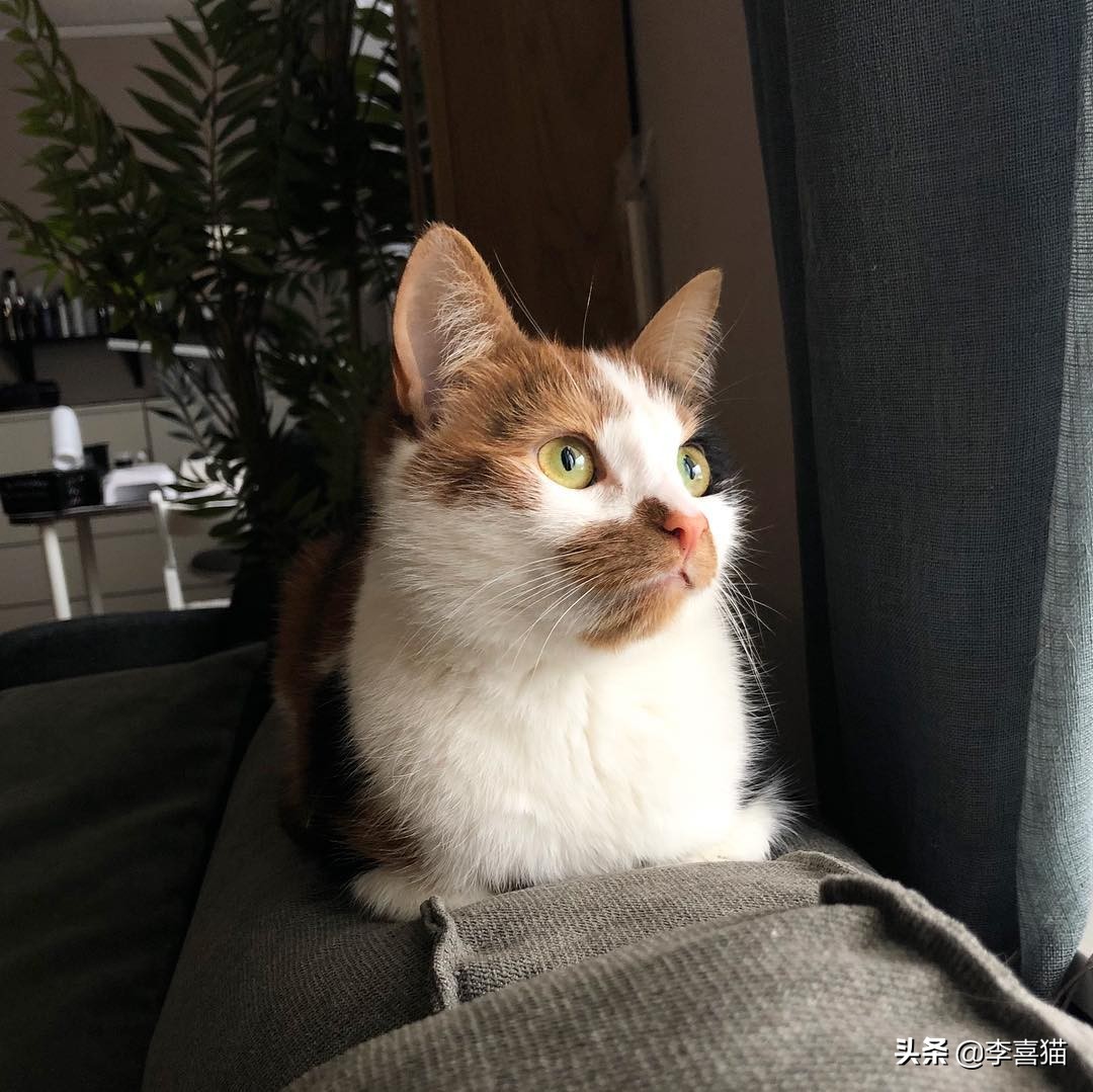 掌握12条养猫技巧铲屎官省心,怎样饲养猫咪才能使猫咪毛光滑