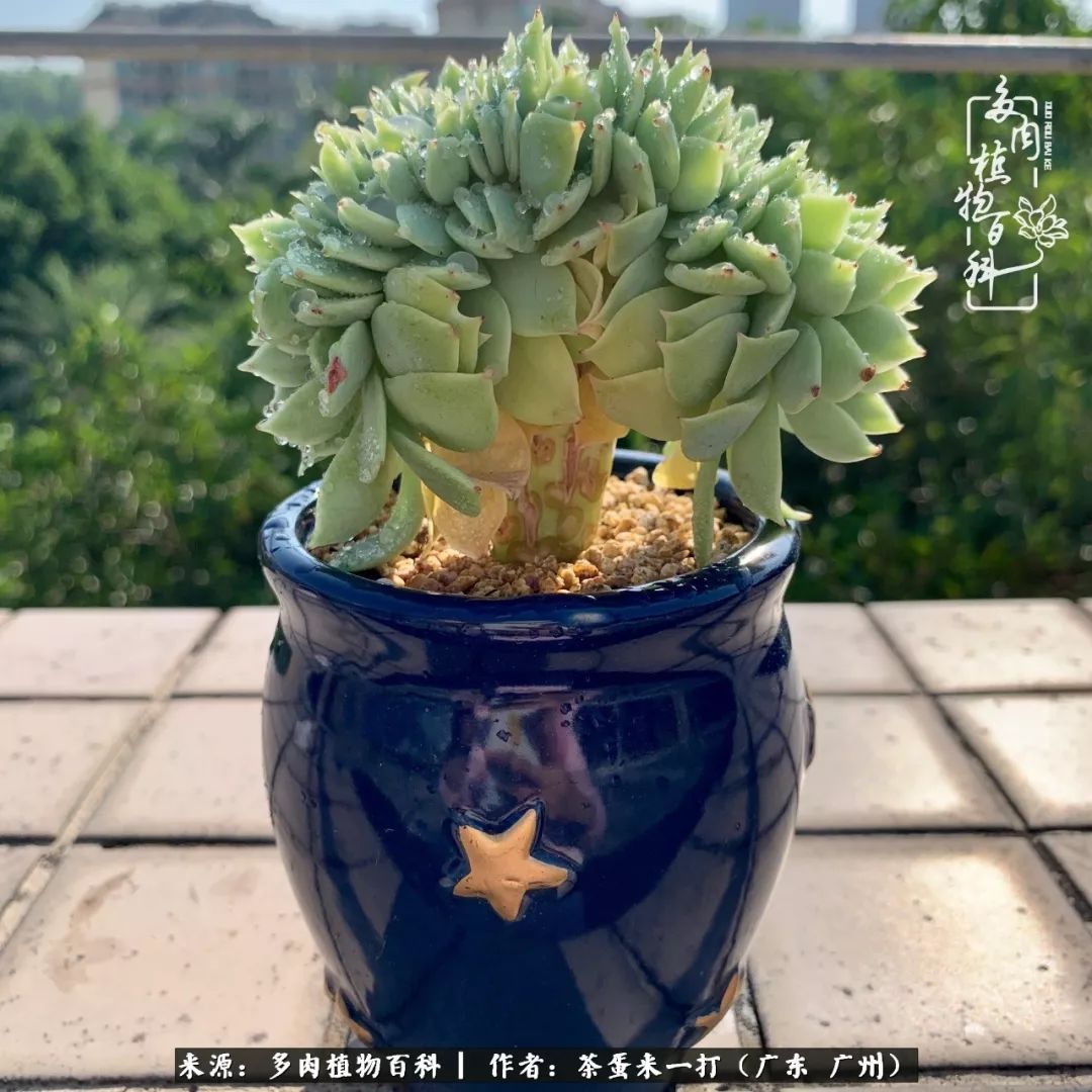 在冬日阳光下,记一个多肉小白的养肉历程