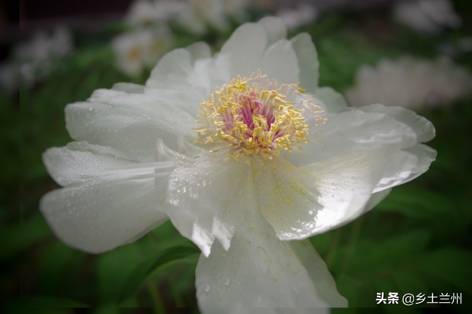 芍药花开的季节等你欣赏,芍药花开如诗如画