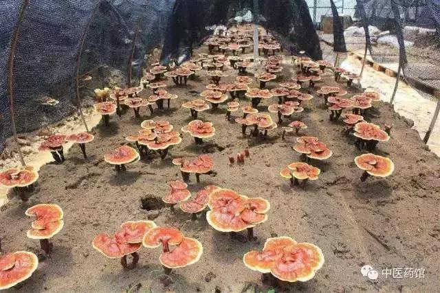 逐渐消亡的中药魂，中药不再有效