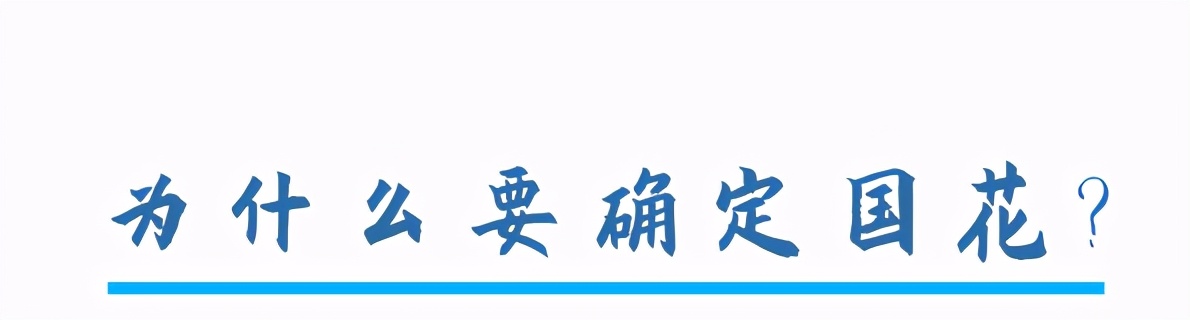 中国的国花是哪一种,中国的国花是什么时间定的