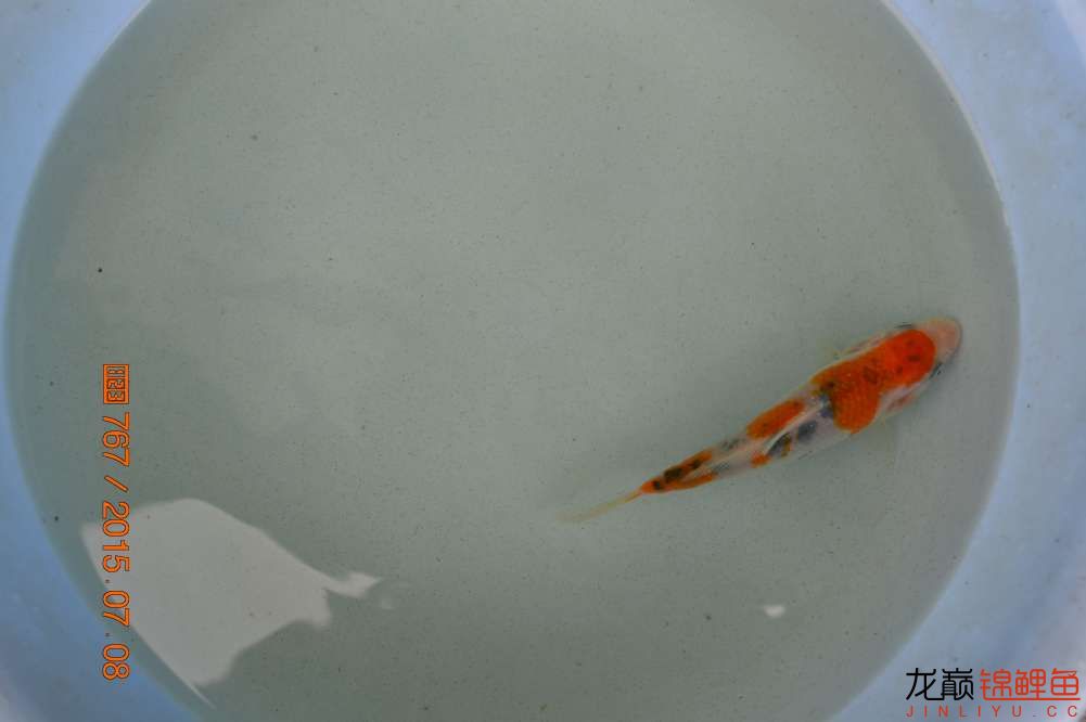 锦鲤苗成长,日本锦鲤水花苗成长