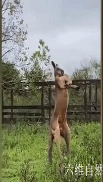 世界上最有肌肉力量的袋鼠,世界上最强壮的一只袋鼠