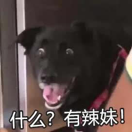 狗狗刚生出的宝宝需要铲屎官干嘛,狗子生宝宝叫主人