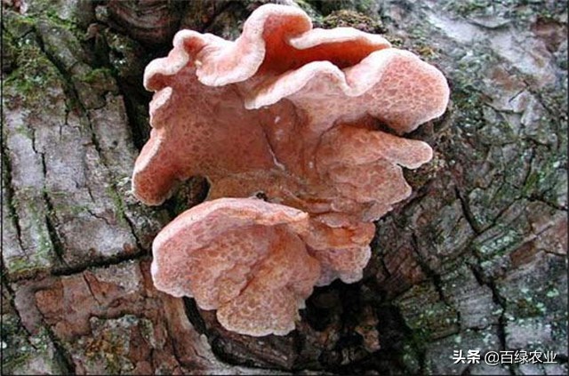 榆黄蘑高效栽培教程,榆黄蘑工厂化栽培技术