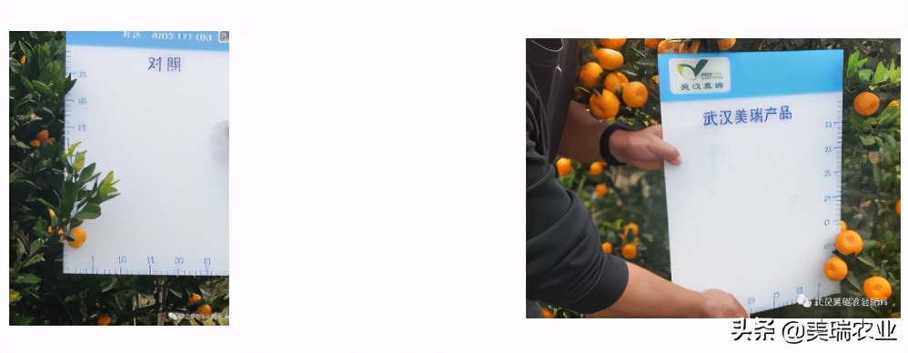 南丰蜜桔适合施哪种复合肥料,南丰蜜桔的施肥管理