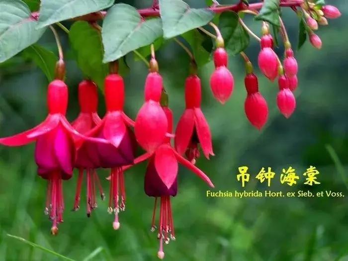 惊艳倒挂金钟,惊艳倒挂金钟图片