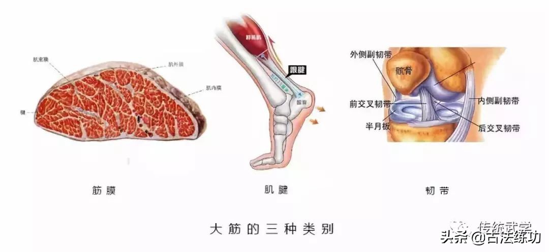 解密筋饼制作手法,解密筋膜激活骗局