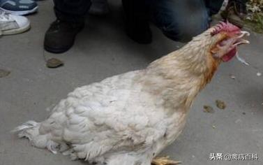 鸡群呼吸道疾病特效药方案大全,鸡群发病,我来帮你解决