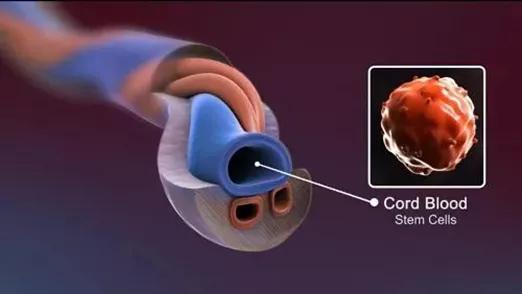 人一生仅有一次的救命脐带血,到底要不要存?