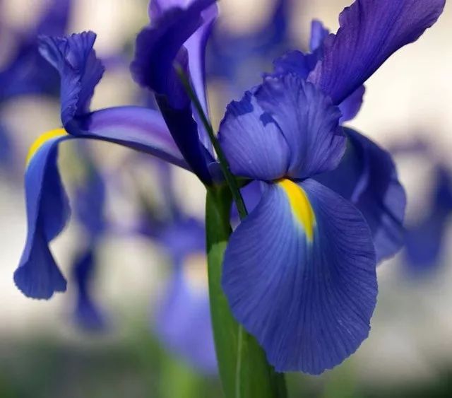 雨水花园植物区,雨水花园水生植物