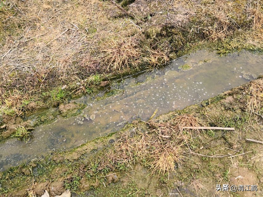 酢浆草叶子枯萎怎么办,豌豆苗蔫儿了如何抢救