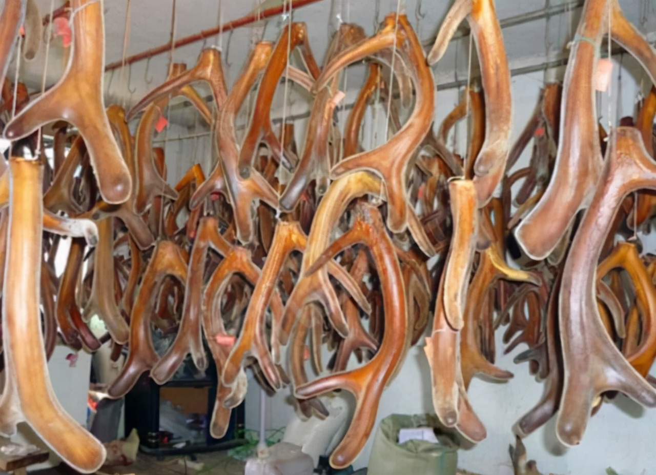 鹿角自然脱落是鹿茸吗,鹿角会自然脱落为什么还要割鹿角