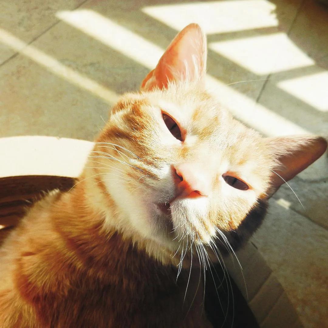 猫咪的胡须掉了是正常现象吗？真的意味着能招财开运吗？