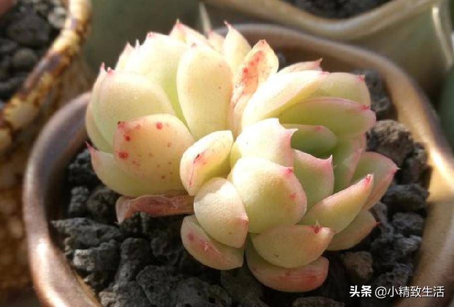 多肉长着长着就歪了怎么办,多肉长歪是什么原因