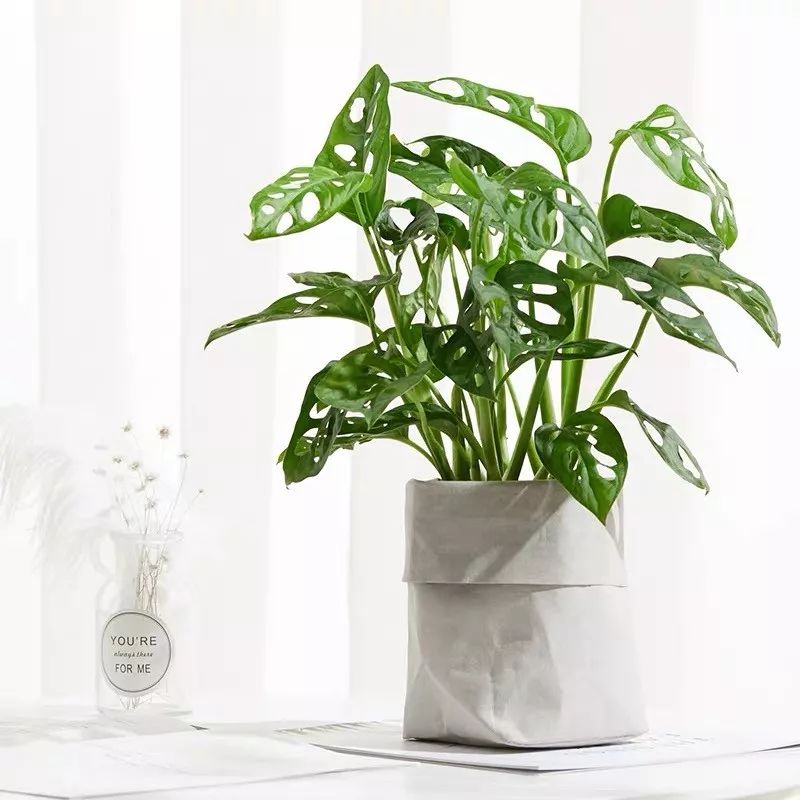 净化空气吸甲醛最好的植物大盆栽,净化空气除甲醛室内最佳植物排名