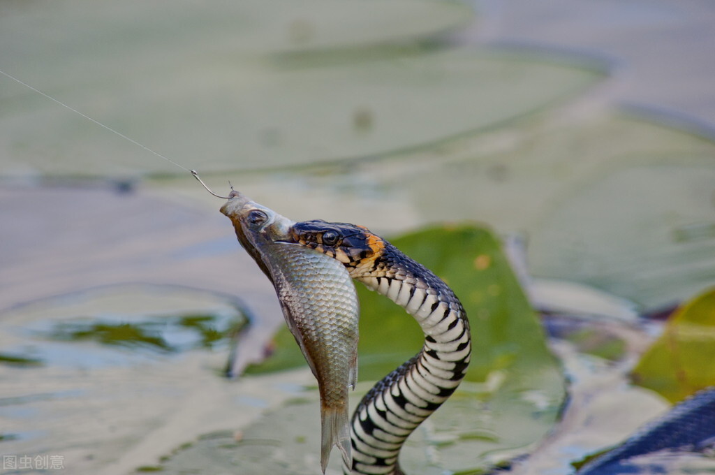野钓鲫鱼绝密技巧大全,野钓钓鲫鱼技巧详解全攻略