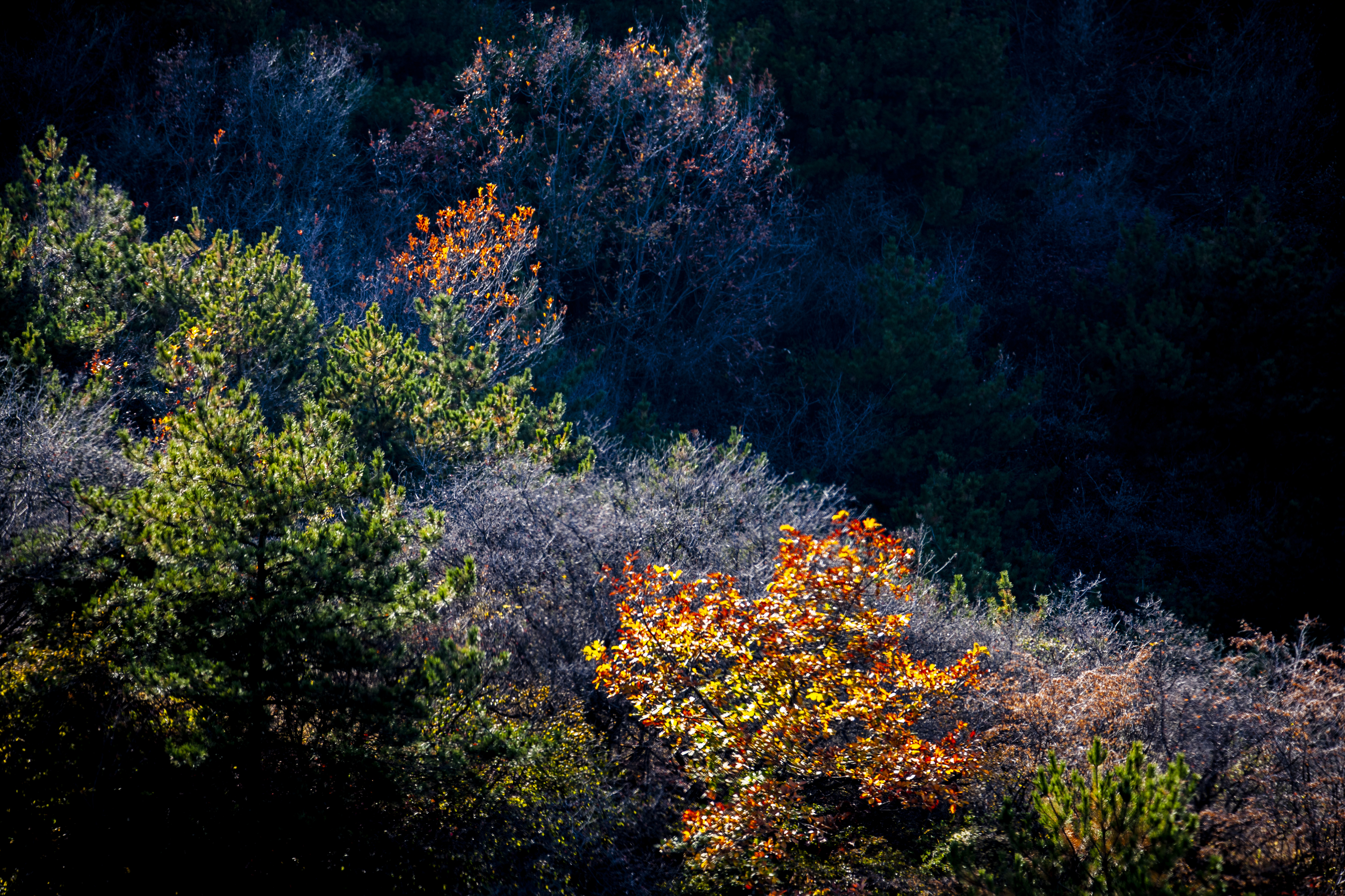 晚秋太行龙纹,晚秋太行红叶