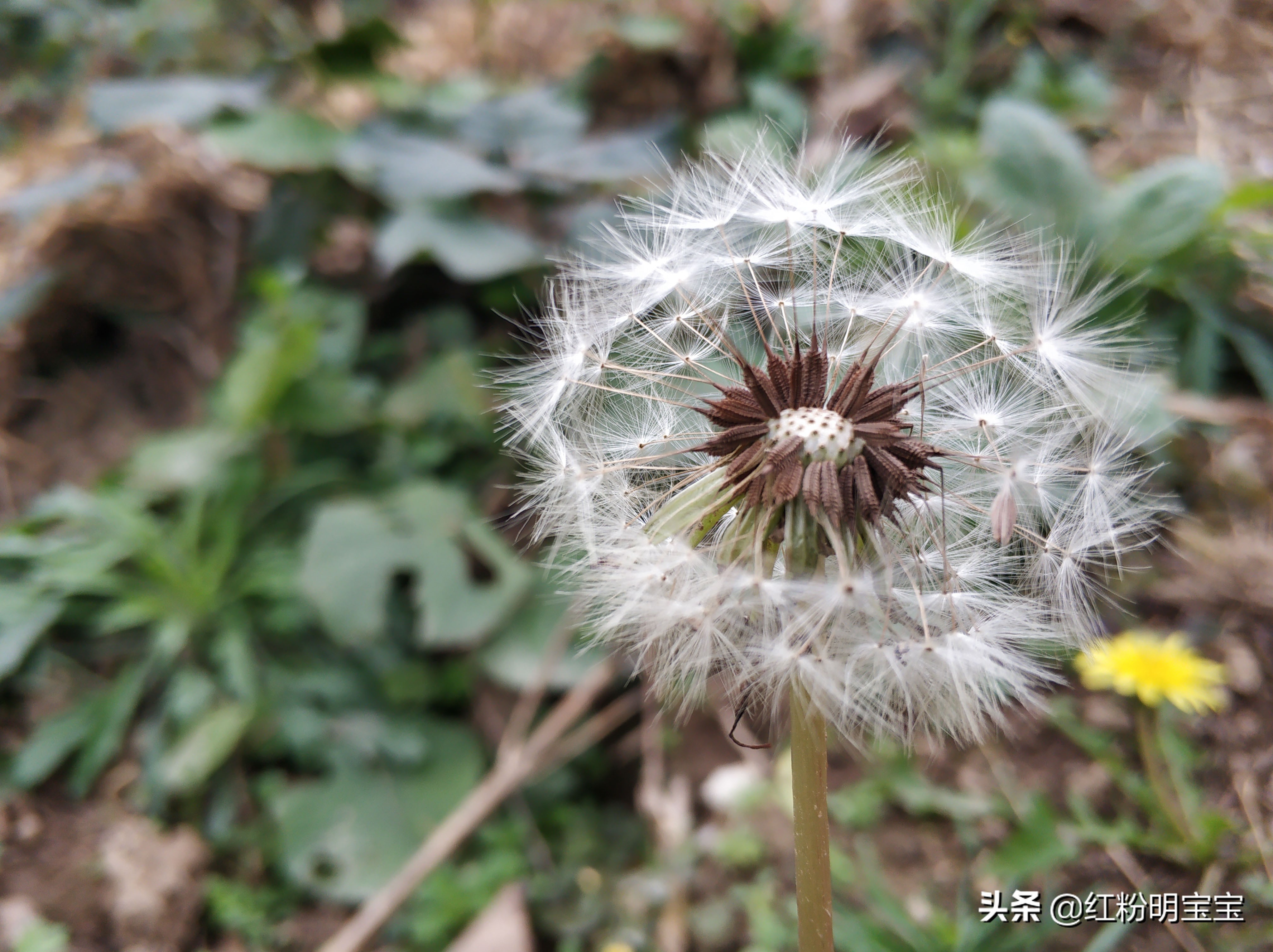 秦岭蒲公英花海,秦岭山下的蒲公英