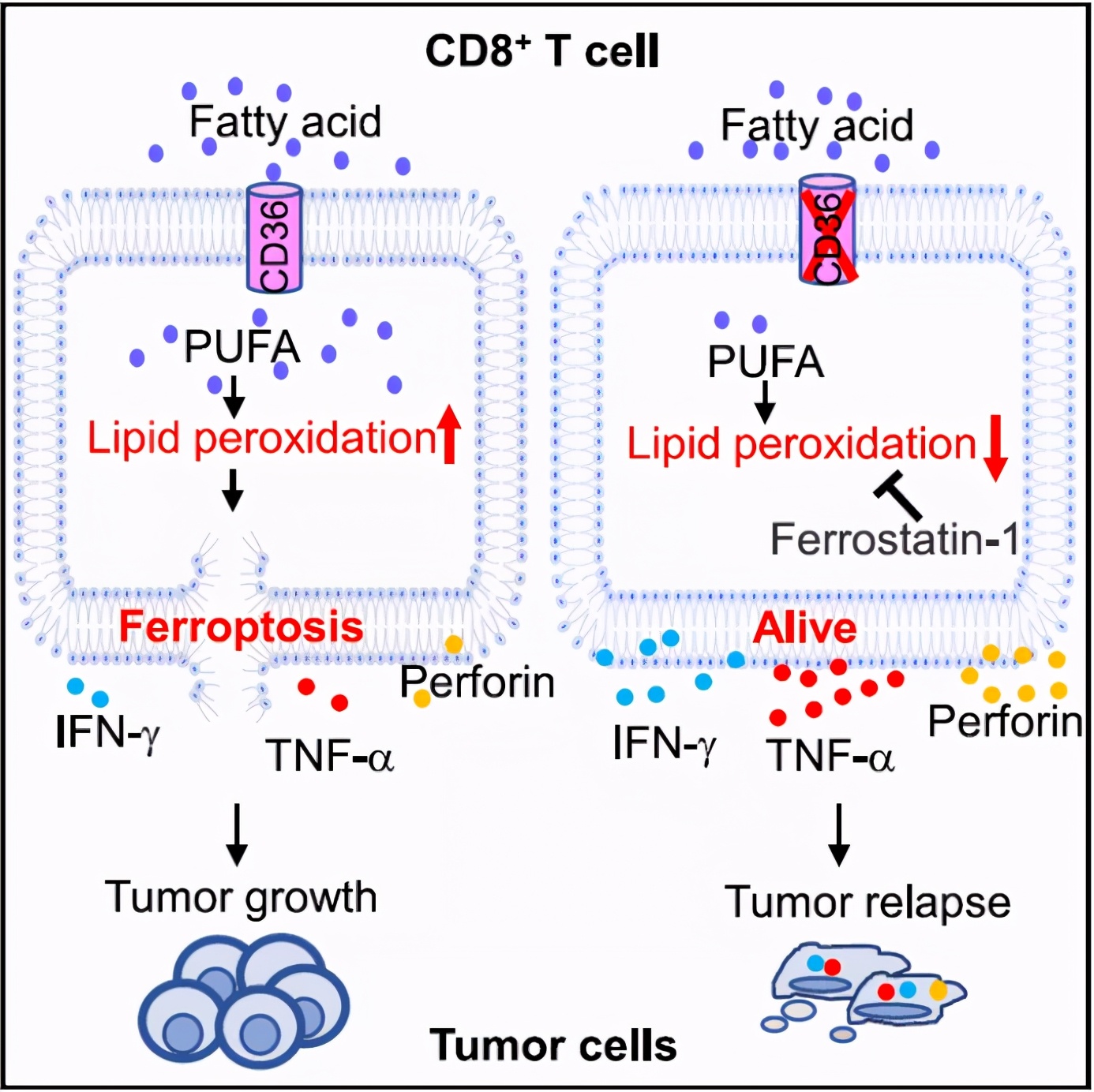 CD36介导铁死亡会抑制CD8+T细胞功能削弱其抗肿瘤