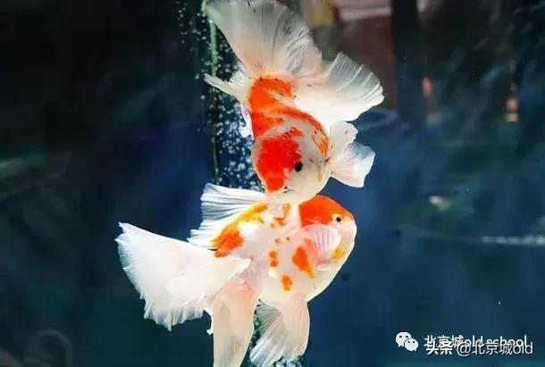 老北京养金鱼的讲究,老北京瓦盆养金鱼